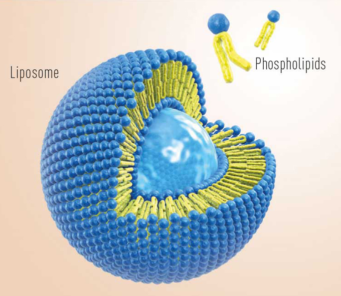 なぜLiposomal