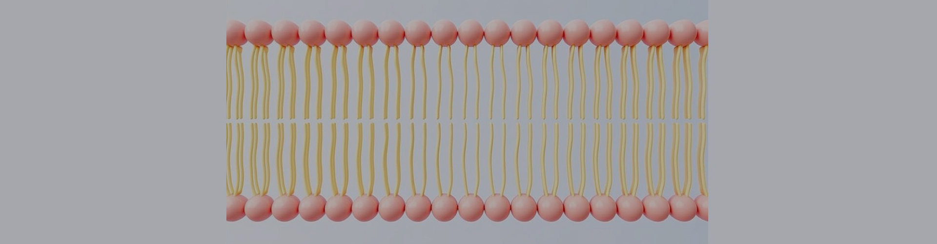 Liposomalカスタマイズ