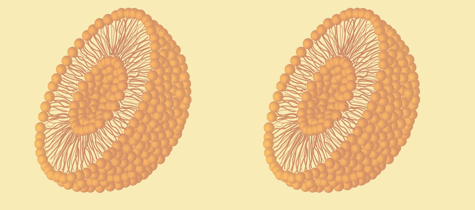LiposomalビタミンB2