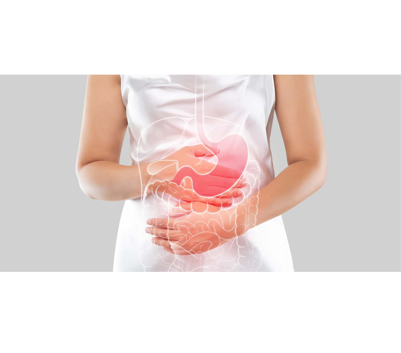 消化システムに優しい