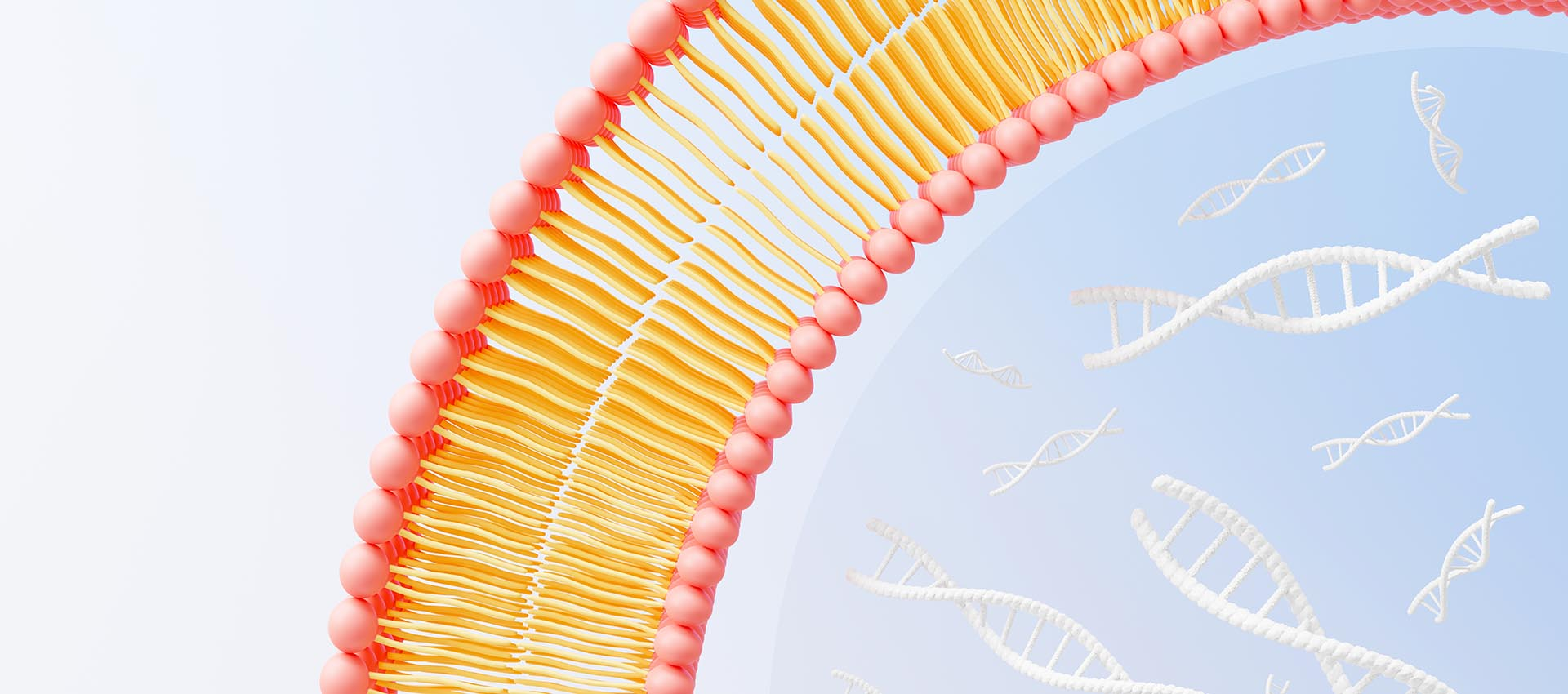 リポソーム叶酸