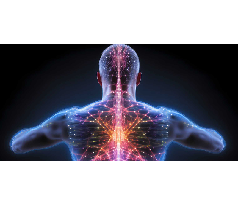 細胞および神経系の健康を促進する