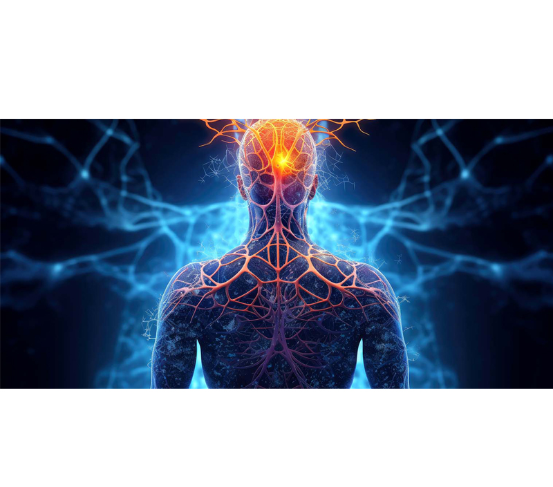 脳と神経系の健康をサポート