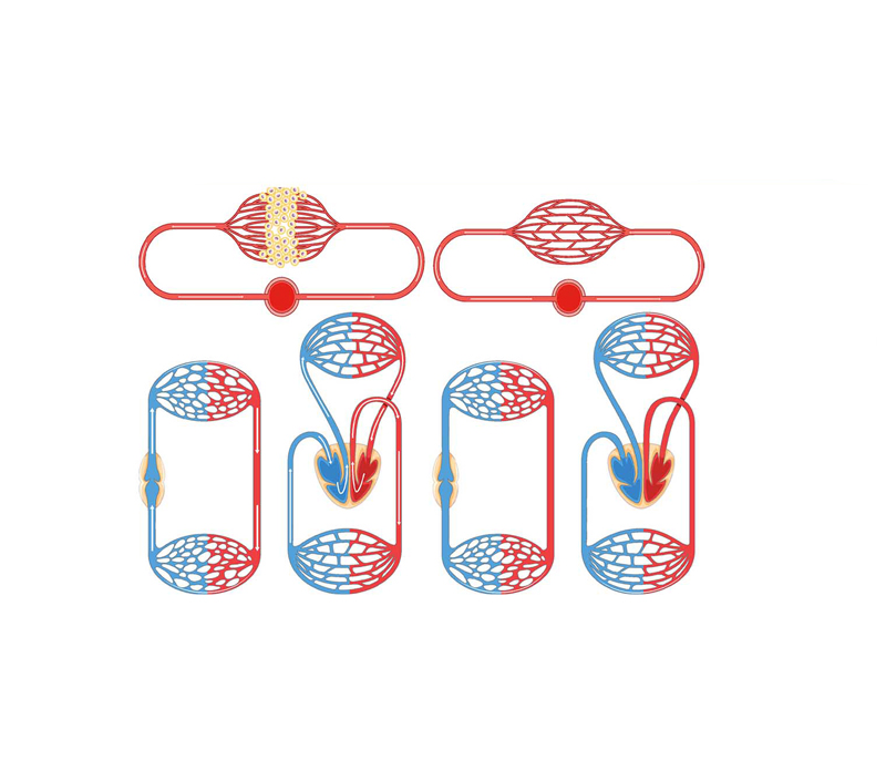 エネルギーとミトコンドリア機能をサポート