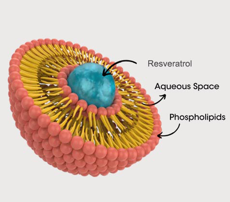アンチエイジングと細胞保護