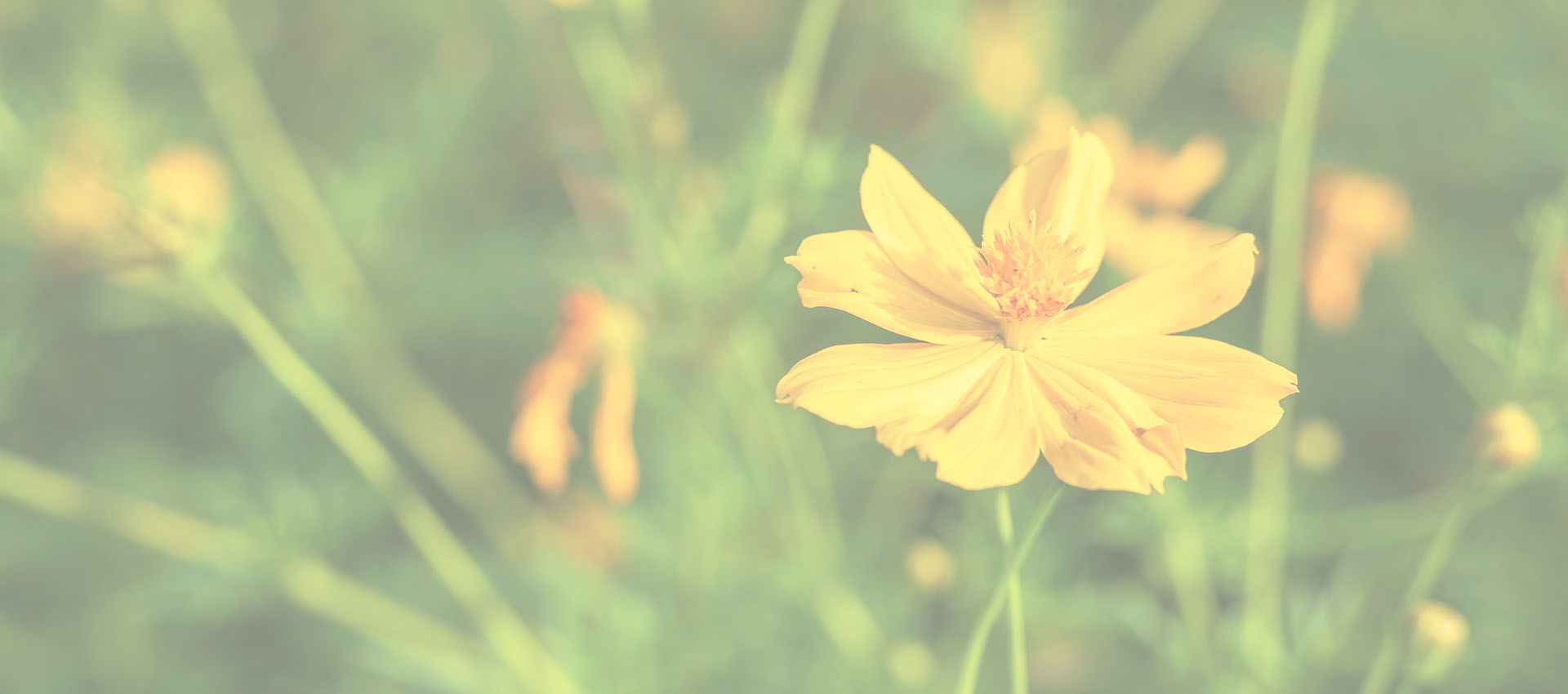 Liposomal Berberineの塩酸塩