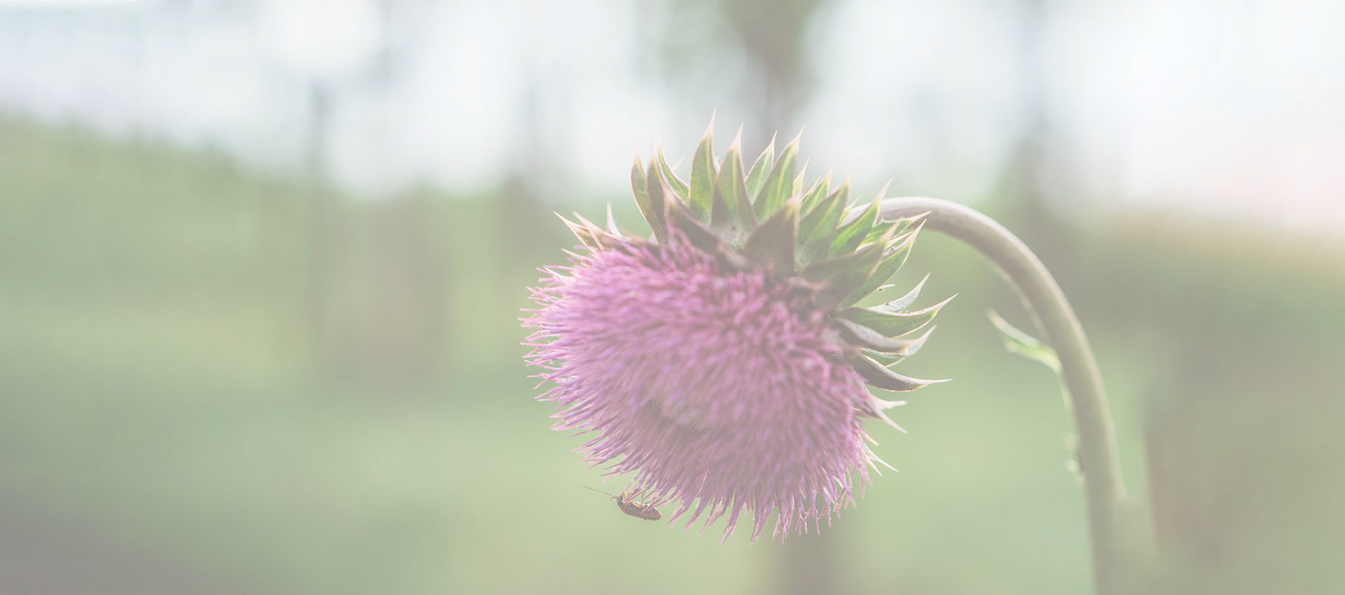 リポソームシリマリン