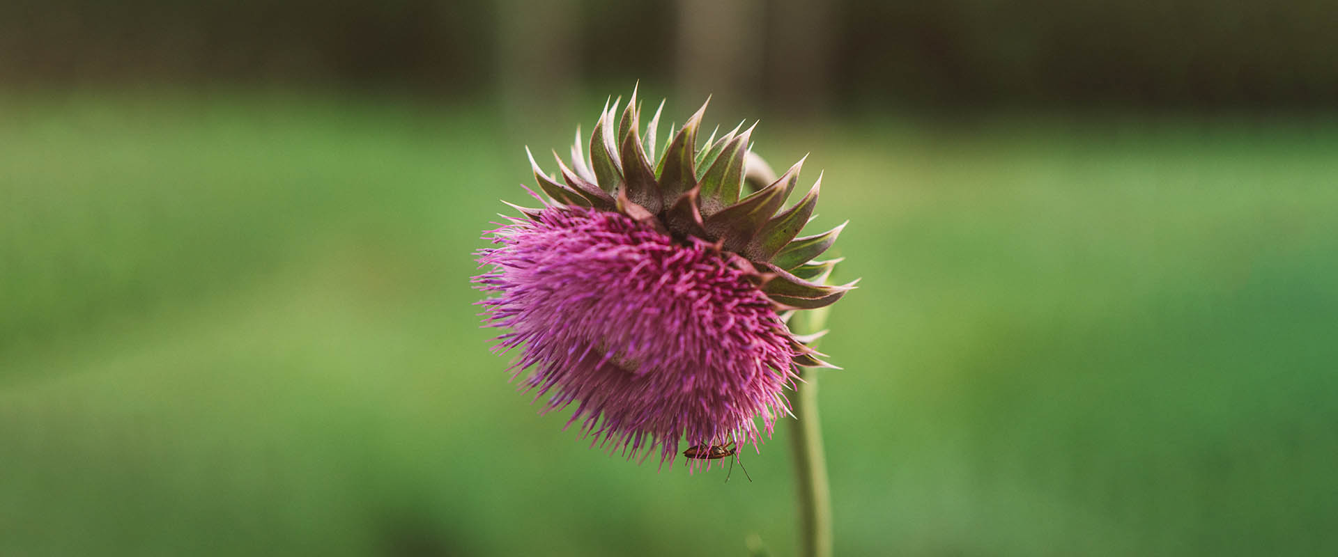 リポソームシリマリンの特徴
