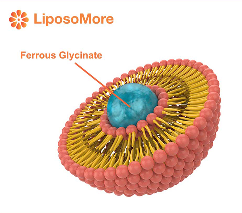 効率的なサプリメントのための大幅に改善されたバイオアベイラビリティ