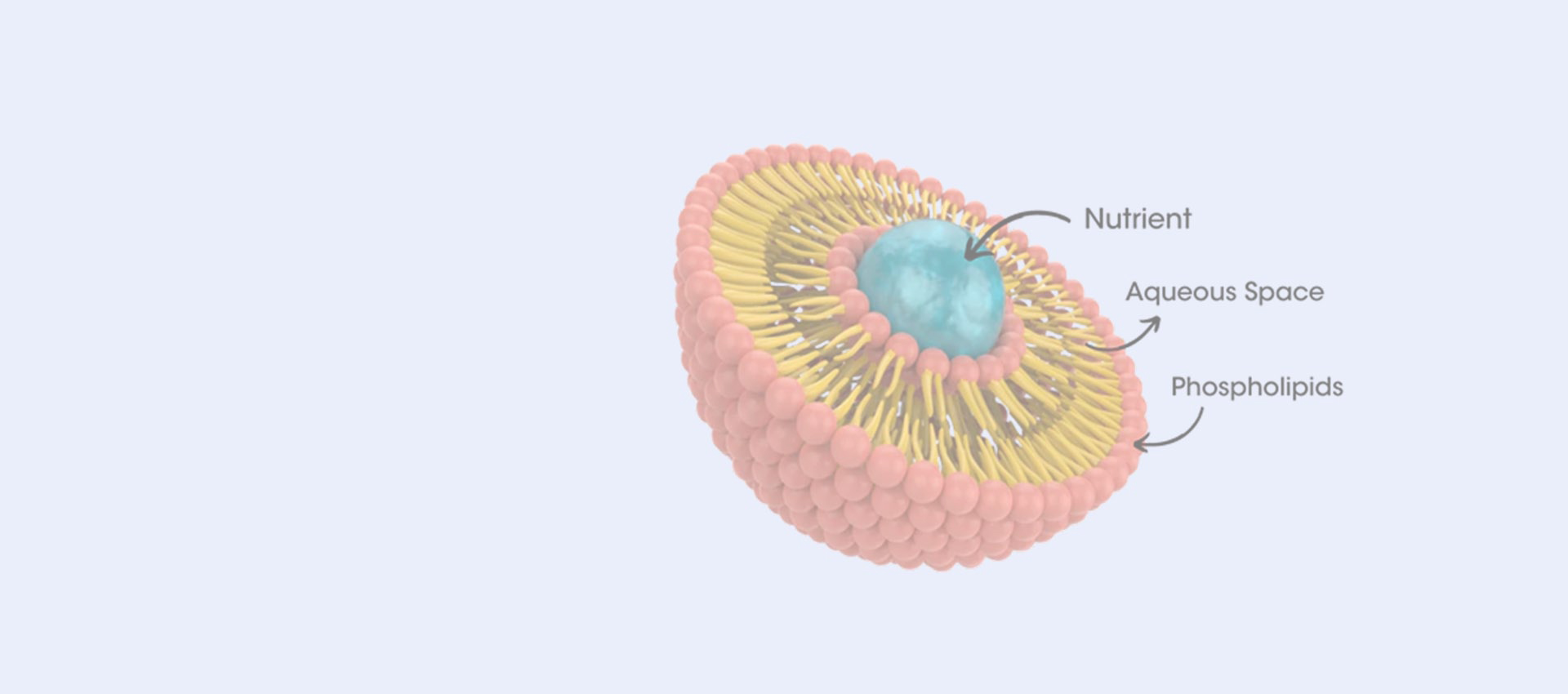リポソームレスベラトロール