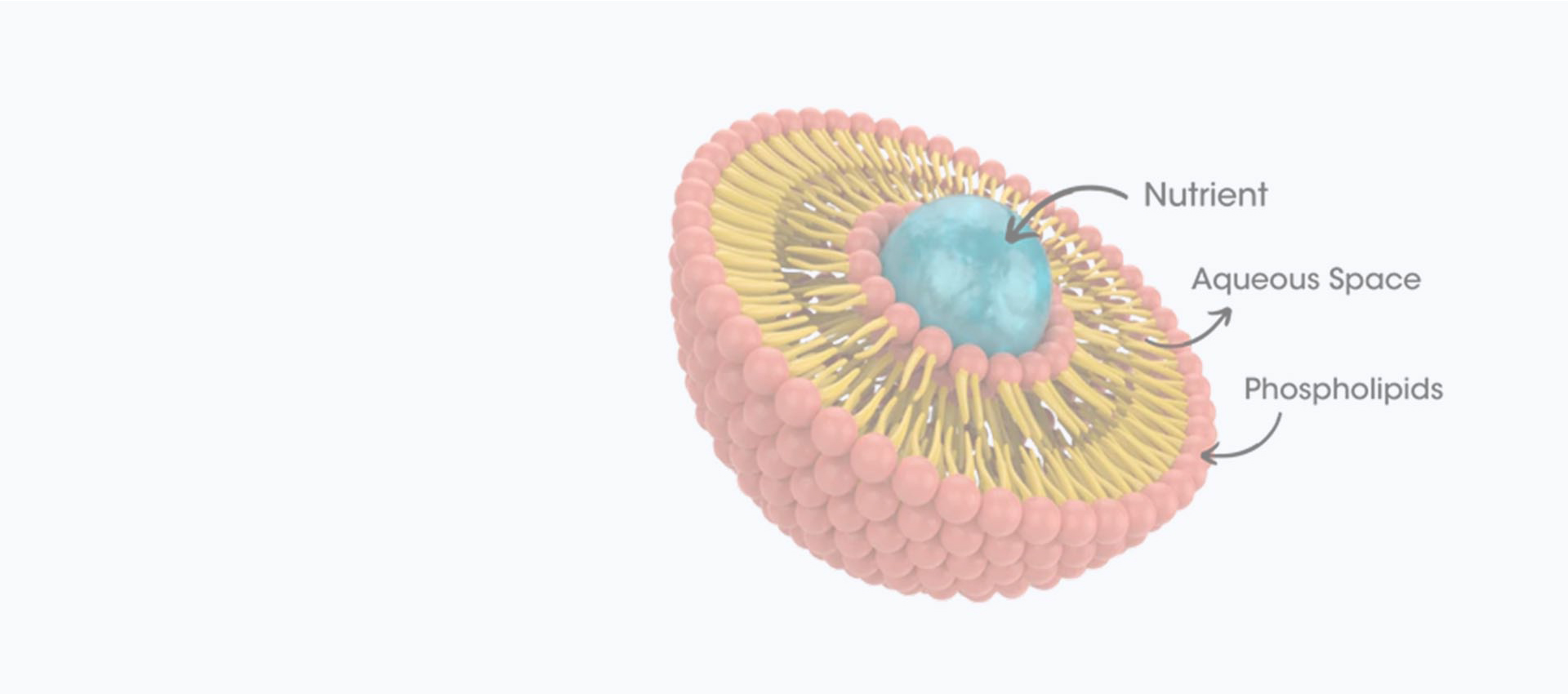 リポソームクルクミン