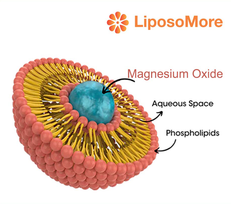 エネルギー代謝と筋肉機能をサポート